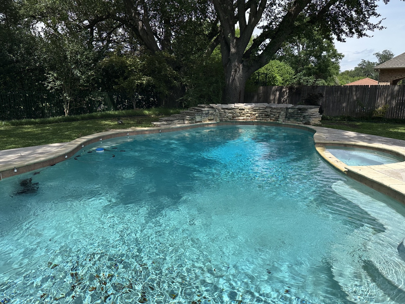 Backyard pool and spa surrounded by mature oak trees